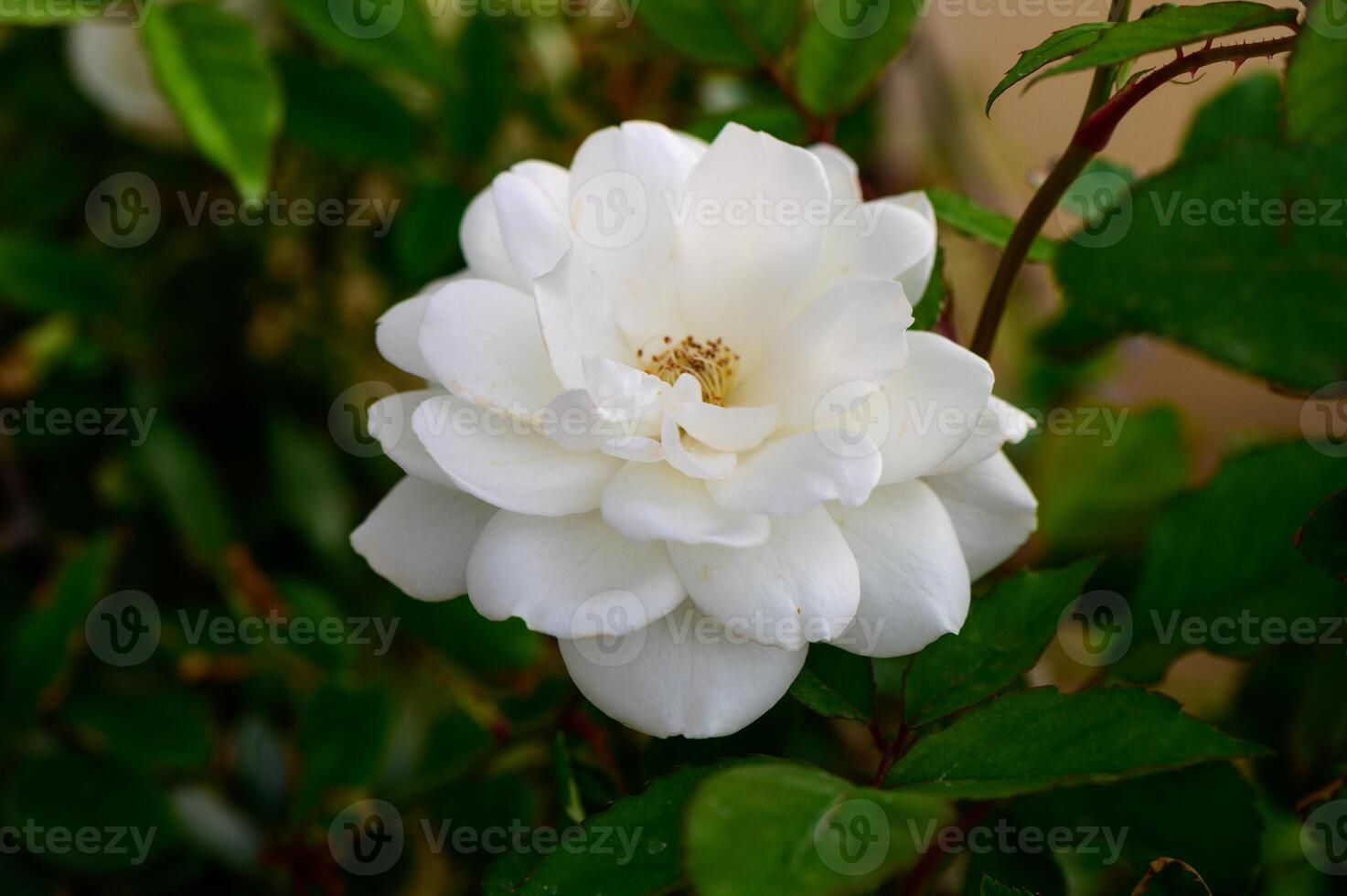 Closeup of a white rose covered in morning dew. photo