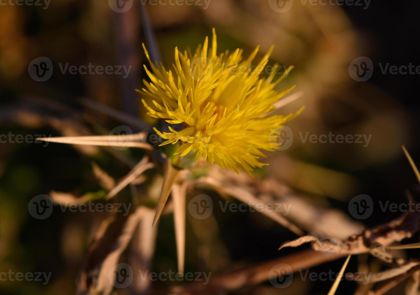 Bright yellow wildflower blooms amidst sharp thorns in a golden sunset landscape photo