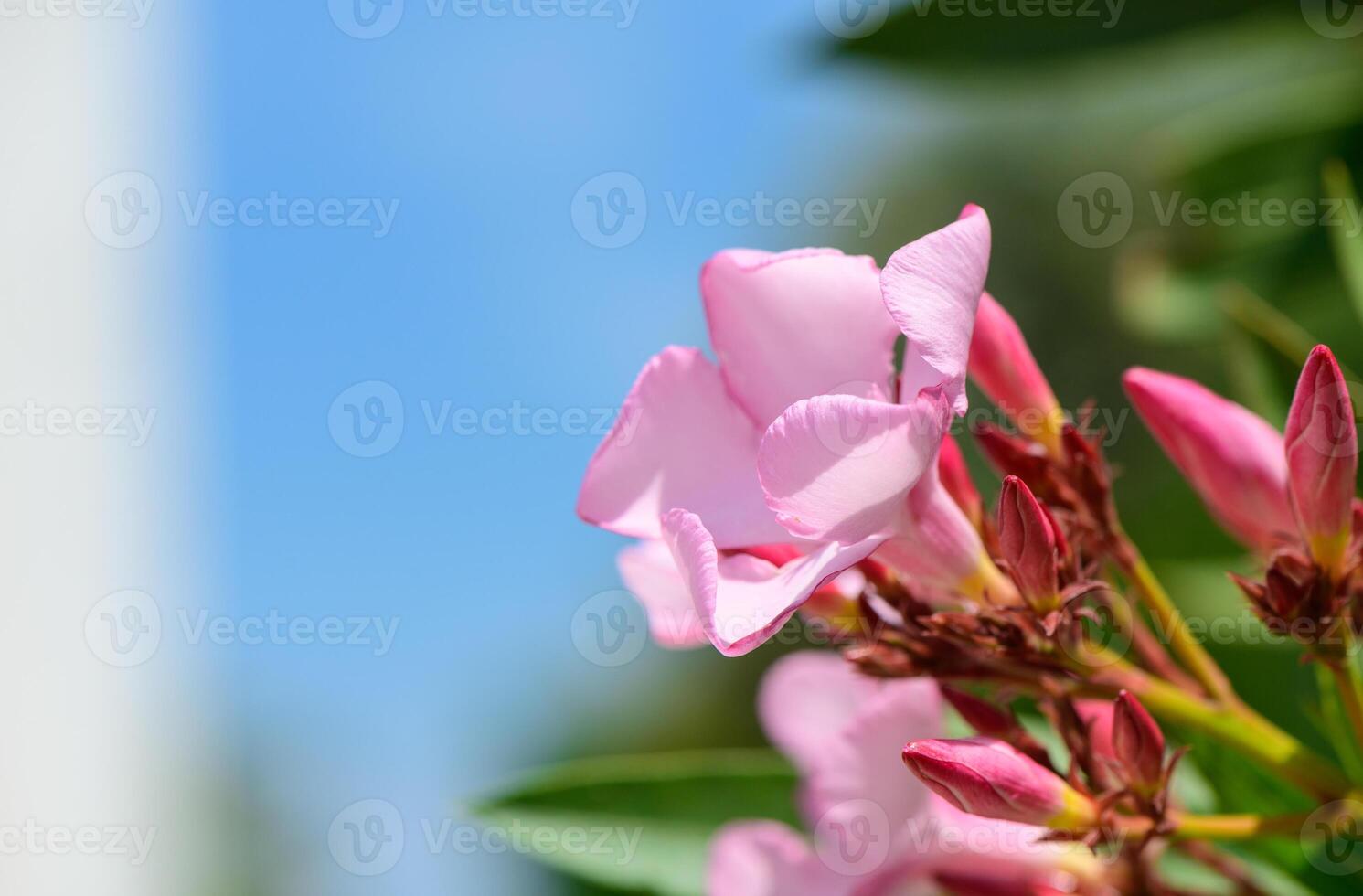 Bright pink oleander flowers on a branch under the clear blue sky. Summer floral scene with vivid colors, perfect for nature backgrounds and botanical themes. photo