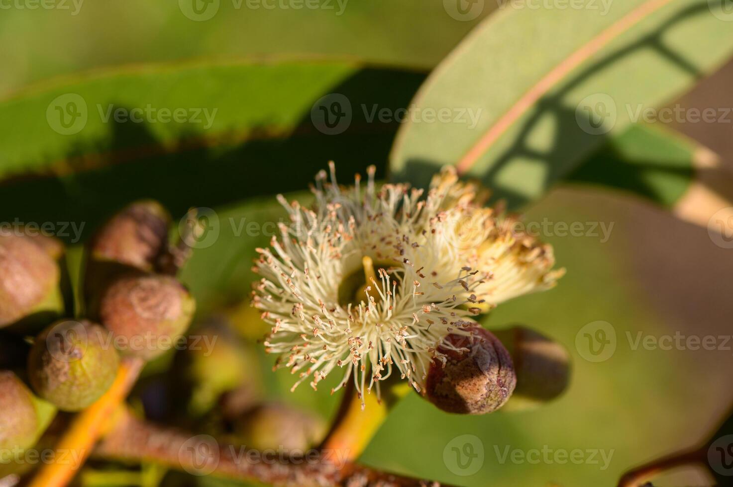 Eucalyptus flower buds macro, Northern Cyprus 1 photo