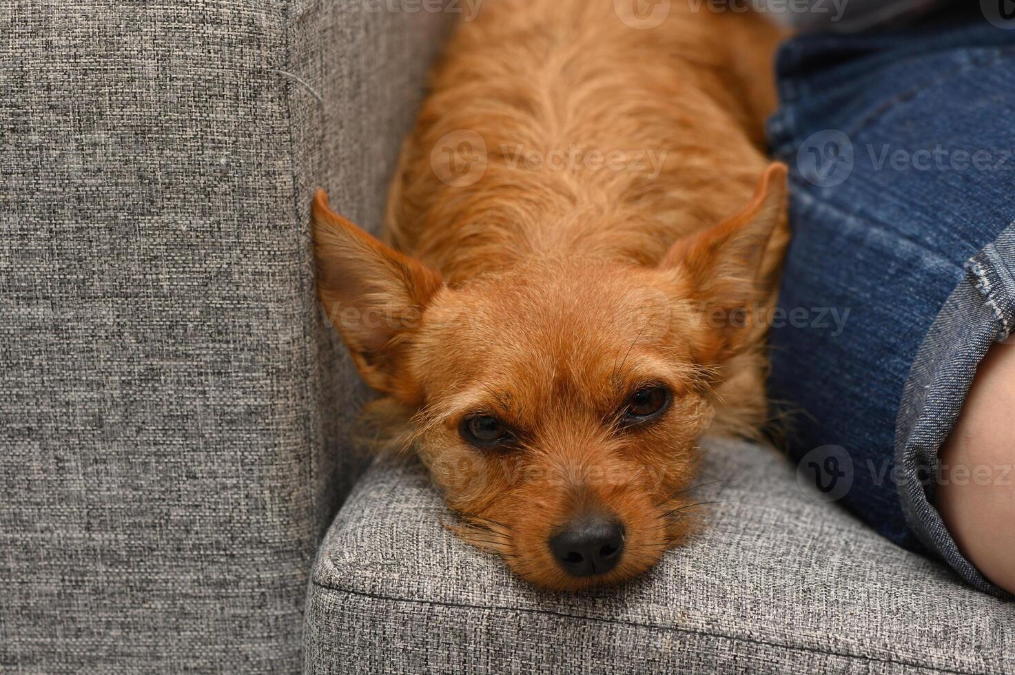 Relaxing moments with a cozy dog resting on a soft couch during a lazy afternoon indoors photo