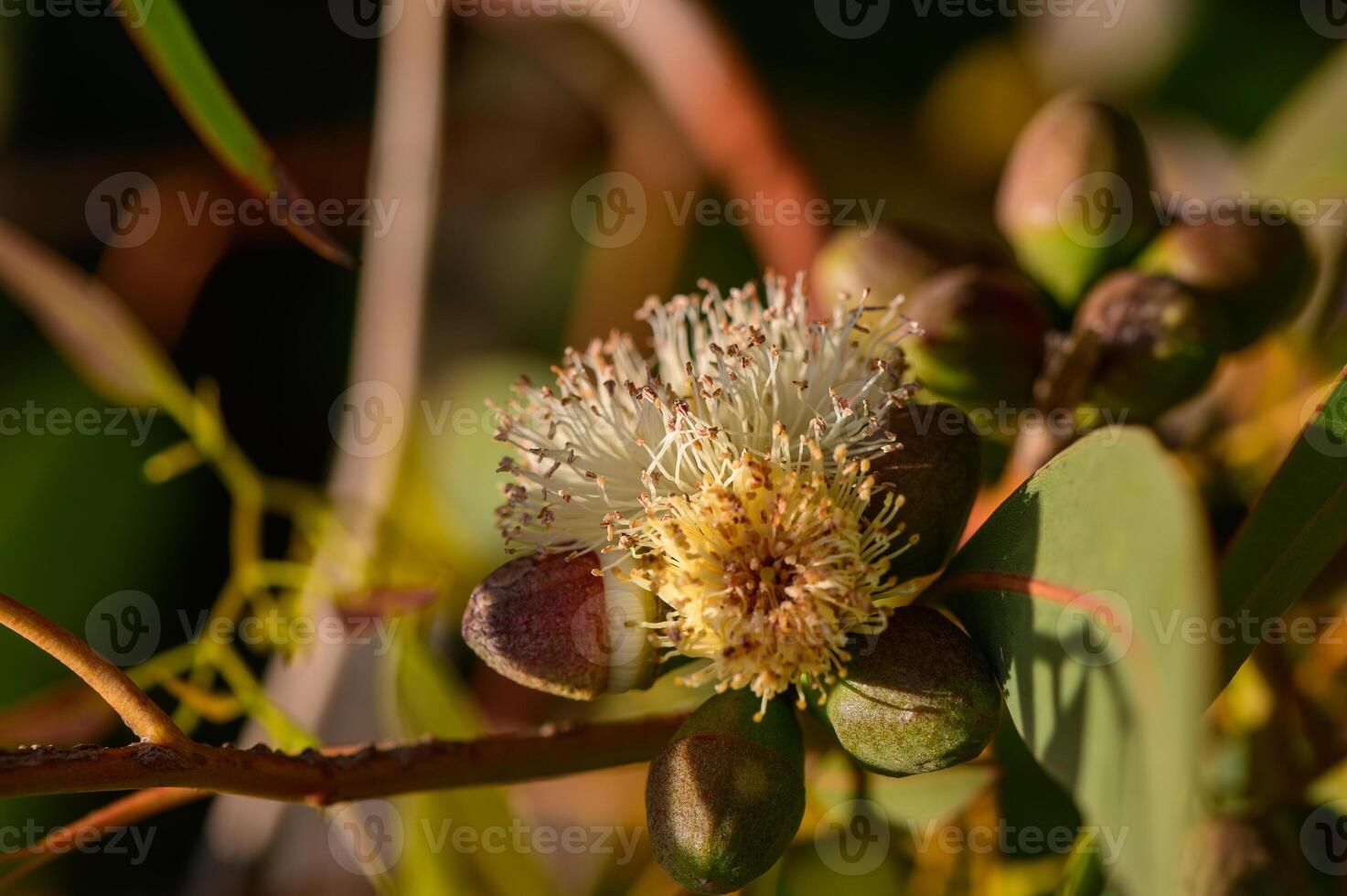 Macro shot of eucalyptus flower buds in natural light. Photographed in Northern Cyprus 1. Soft background, botanical and organic texture. photo