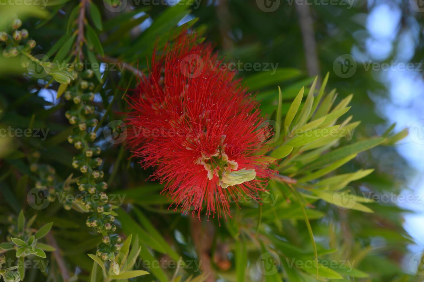 Bright red flower blooms amidst lush green foliage in a serene garden setting during warm summer days photo