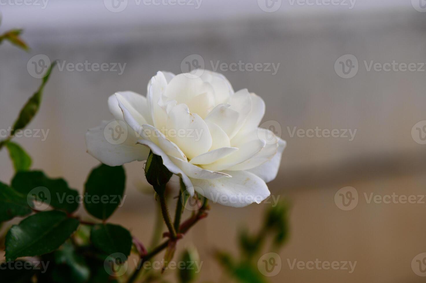 Delicate White Rose in Bloom photo