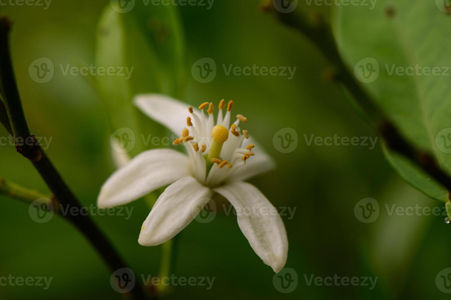 White citrus flower symbolizing freshness and wellness. Orange blossom in bloom in Northern Cyprus garden. photo
