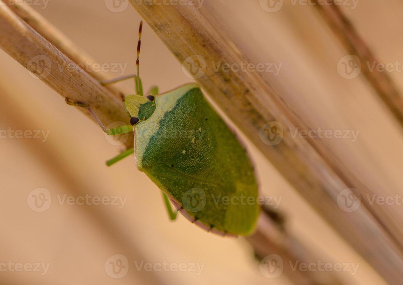 Green Stink Bug on Ripening Rye in Cyprus photo