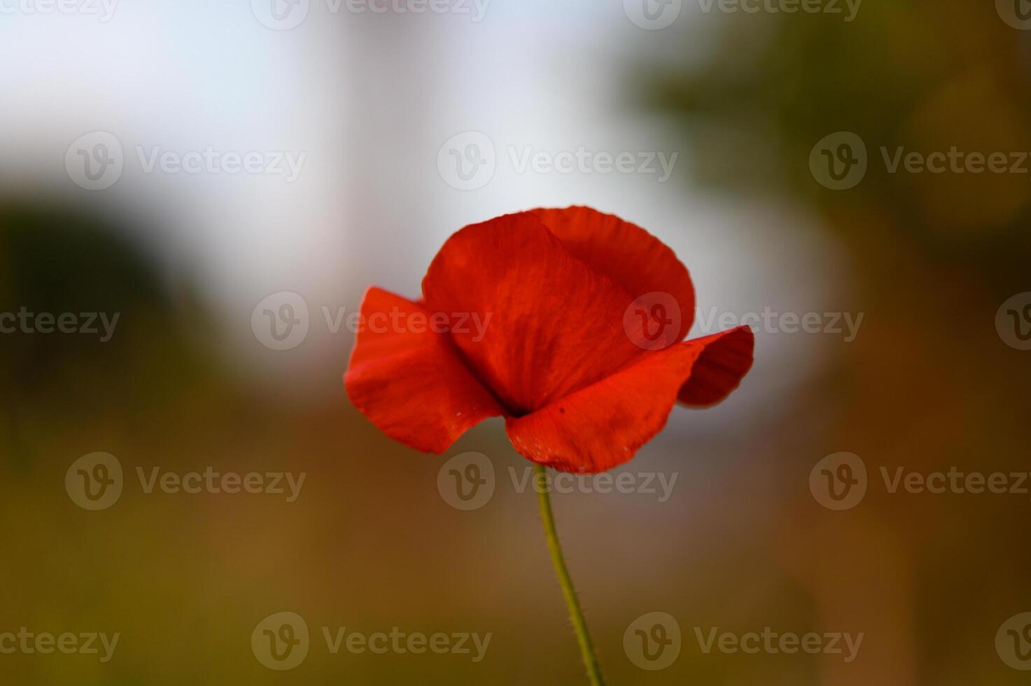 Bright red poppy blooms gracefully in a field during the golden hour, showcasing nature's beauty and vibrant colors under the soft evening light photo