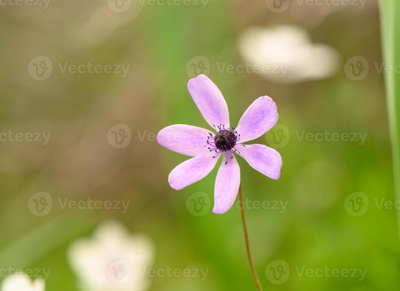 Vibrant purple flower blooming amidst a blurred green backdrop in serene garden photo