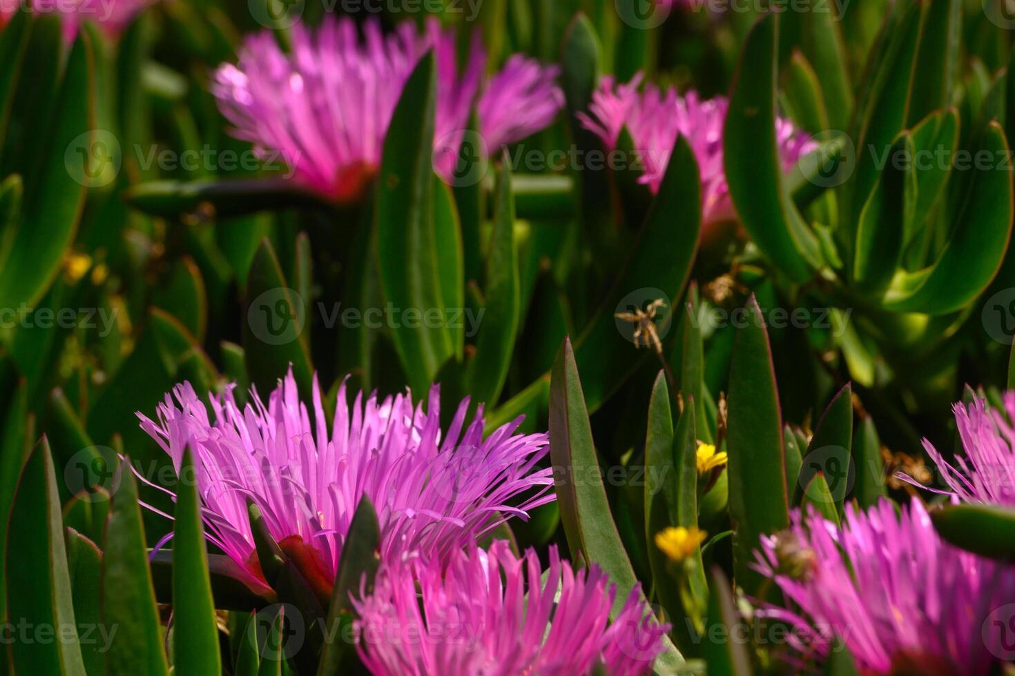Vibrant pink flowers bloom among lush green foliage in a sunlit garden during early summer photo