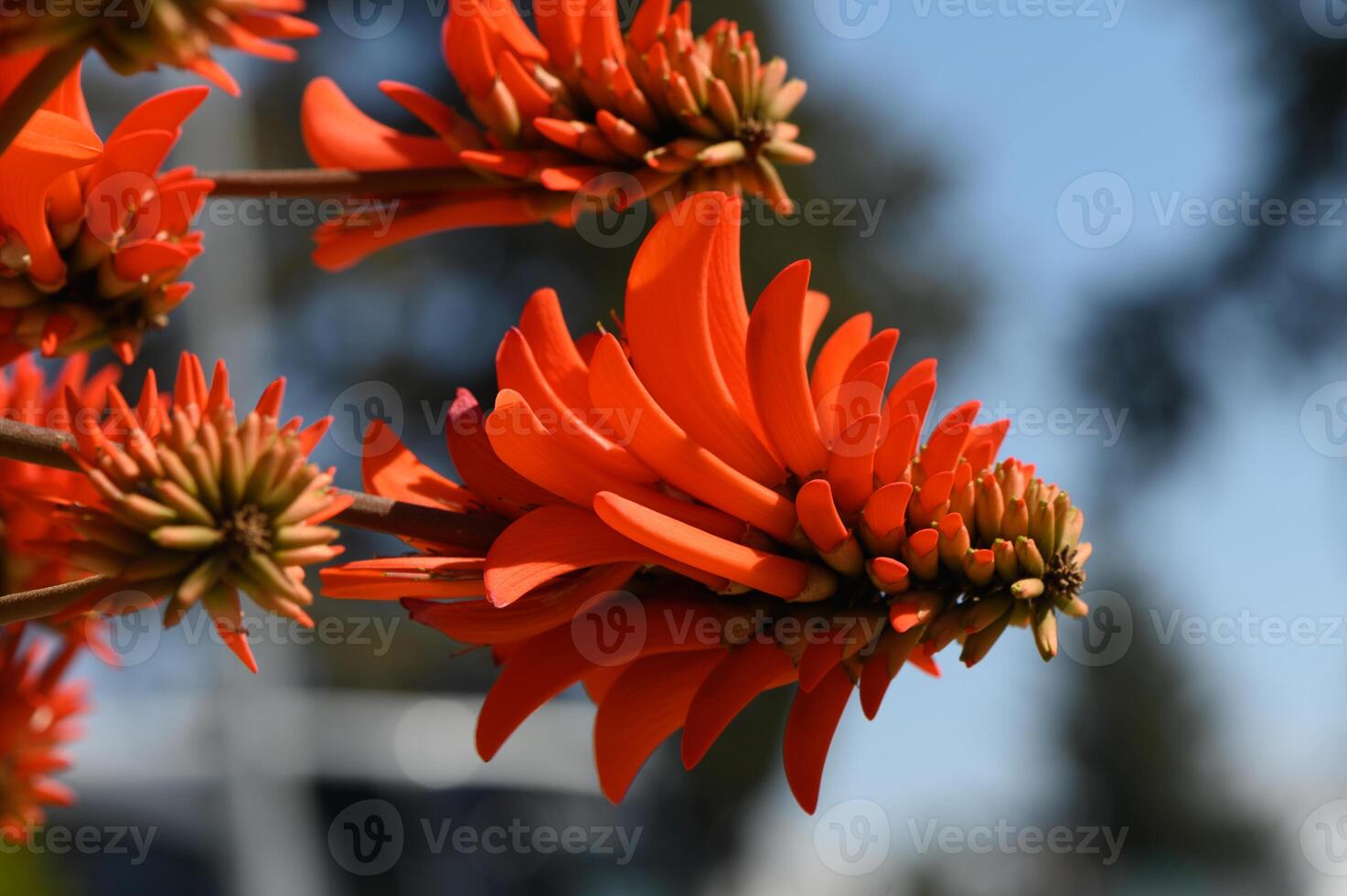 Vibrant orange blossoms sway in the sunlight at a peaceful garden in late spring, showcasing nature's stunning artistry photo