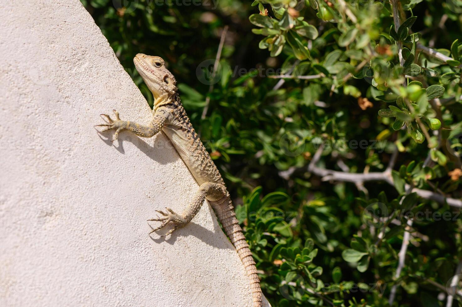 Laudakia stellio basking on a vertical stone wall in Cyprus. Natural behavior of a Mediterranean reptile in a warm and arid environment. photo