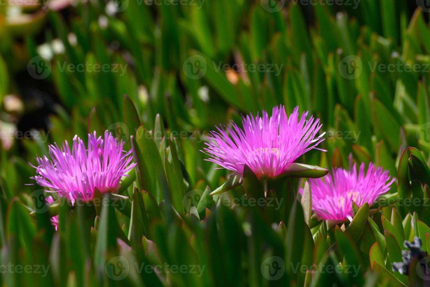 Bright pink flowers bloom vibrantly amidst lush green foliage in a sunny garden, capturing the beauty of nature's color palette photo