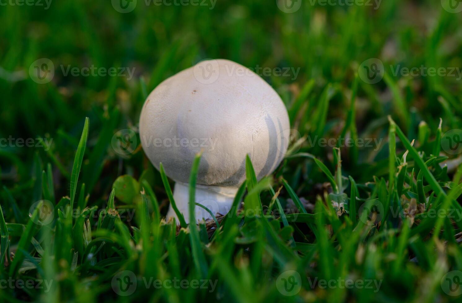 Wild Champignon Mushrooms in Green Meadow, Cyprus photo