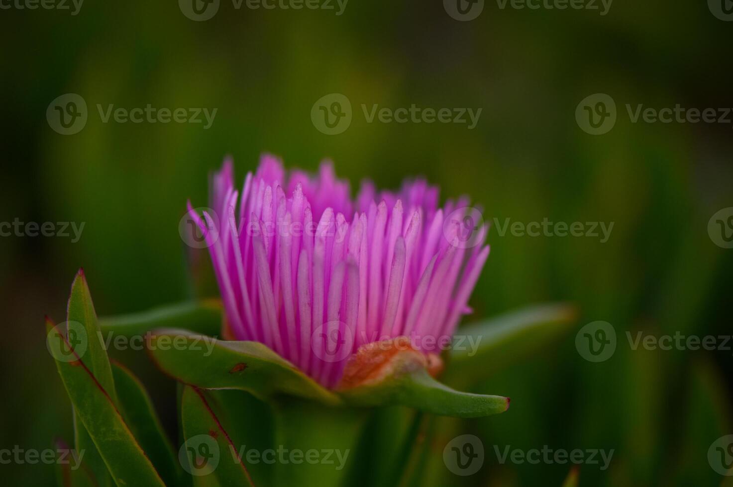 Bright pink flower blooms elegantly amidst lush greenery in a tranquil garden setting during the golden hour of late afternoon photo