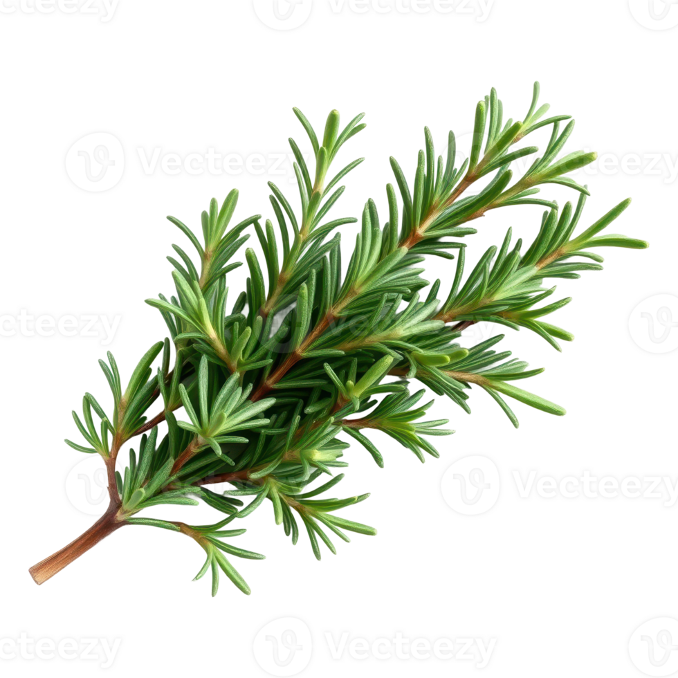 Aromatic Green Herb for Cooking and Herbal Illustrations png