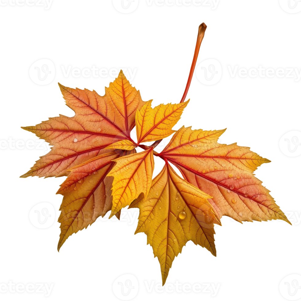 Stunning Fall Foliage with Detailed Texture and Water Droplets for Artistic Use png