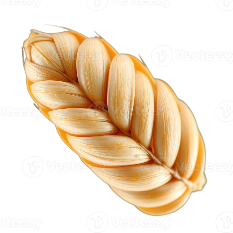 Golden Wheat Ear with Detailed Kernels for Agriculture and Food Designs png