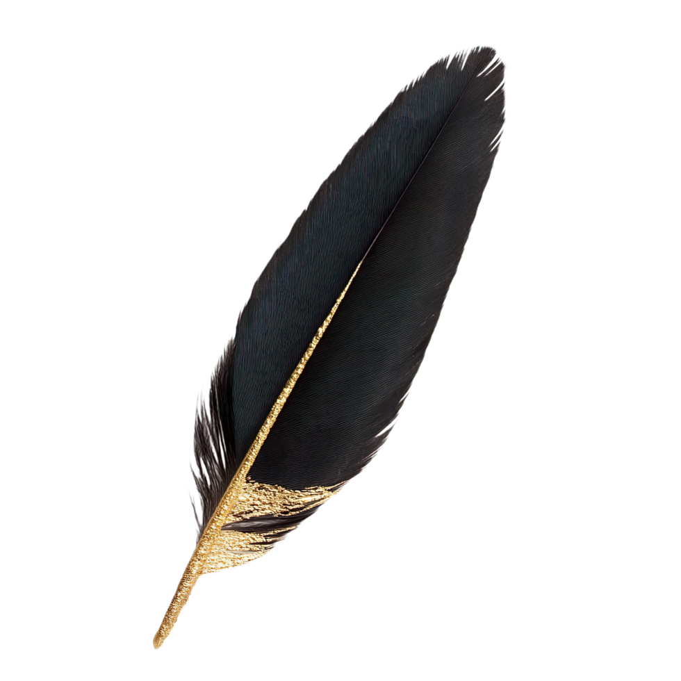 A black feather with gold accents isolated on transparent background png