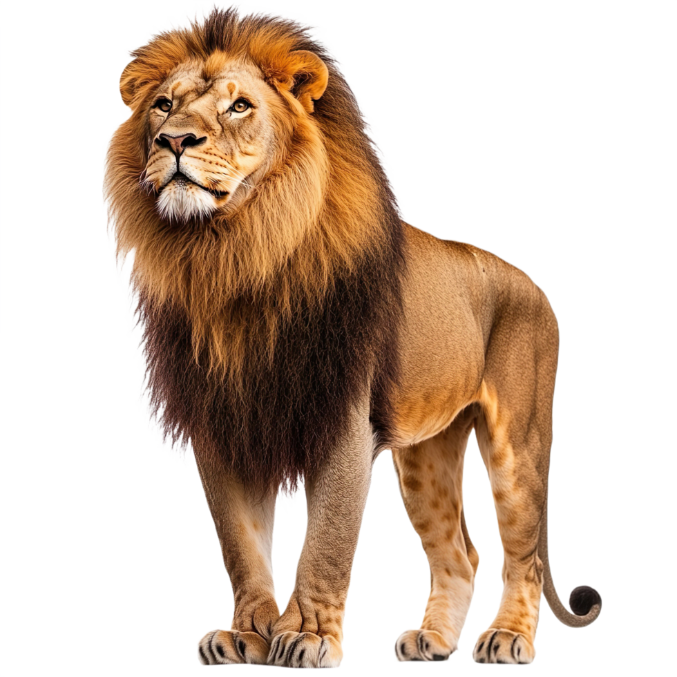 A lion standing isolated on transparent background png