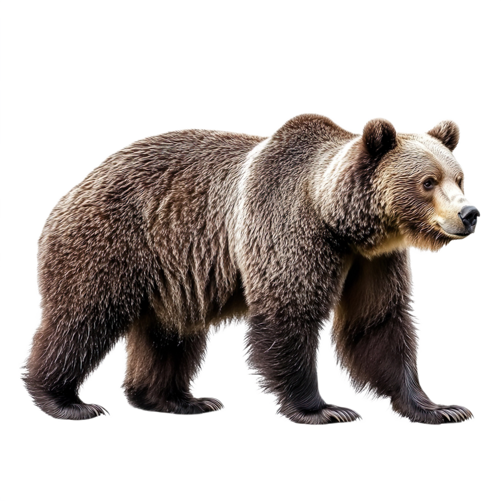 Bear Side View isolated on transparent background png