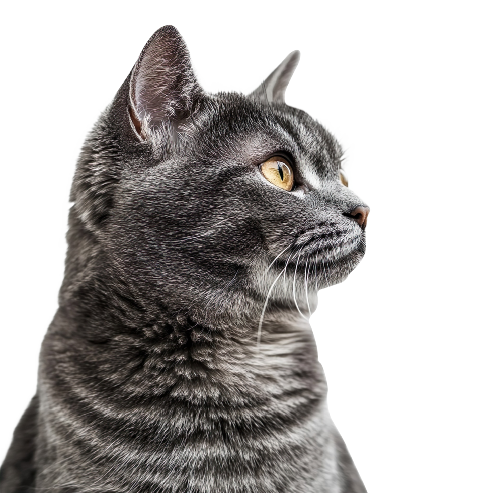 Gray cat isolated on transparent background png