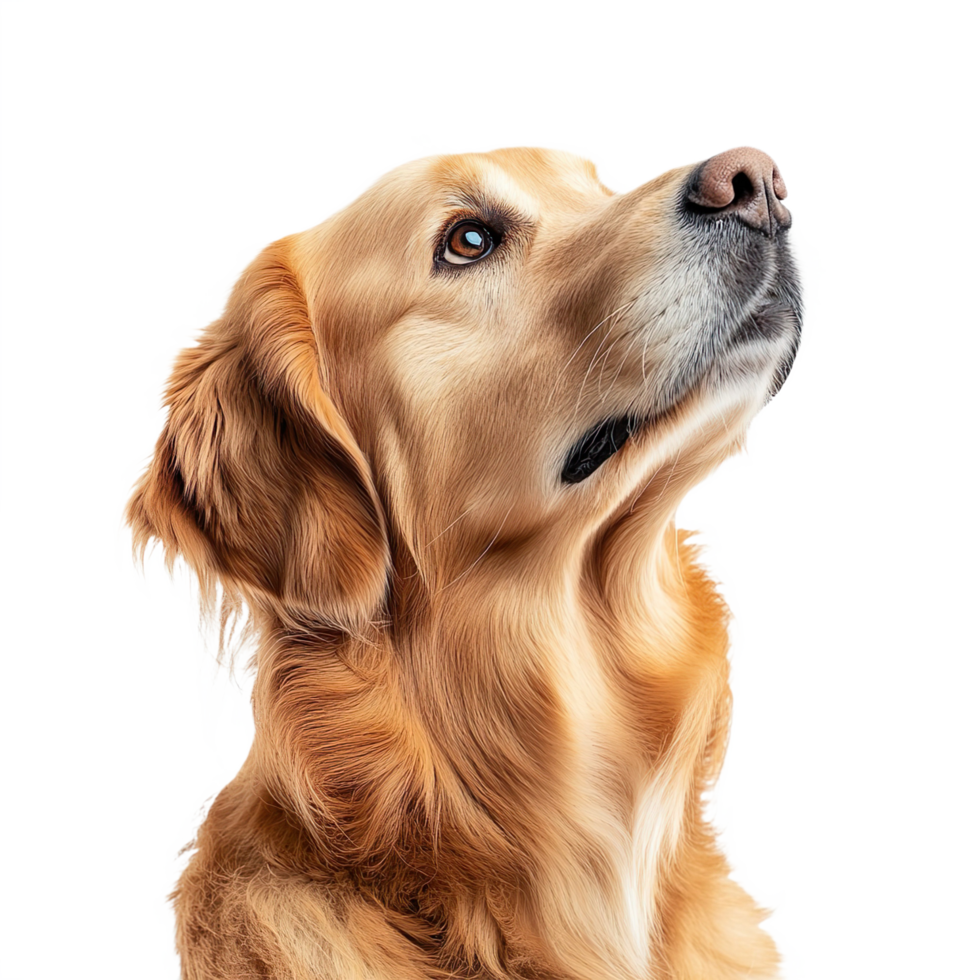 Golden retriever looking up isolated on transparent background png