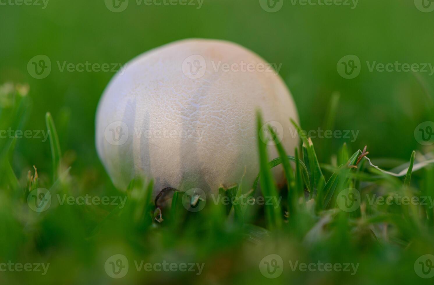 Champignon Mushrooms Growing in Green Grass in Cyprus photo