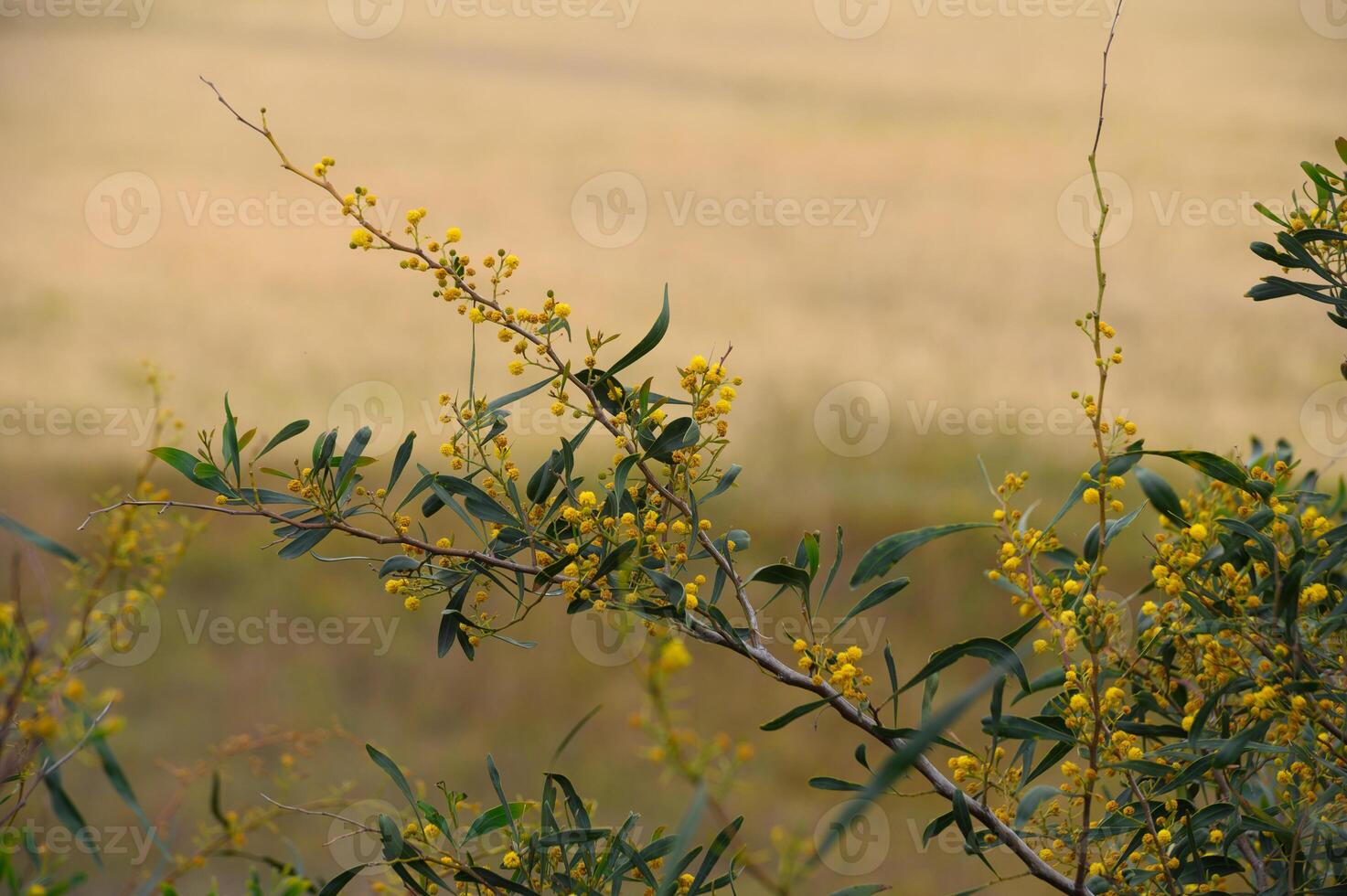 Vibrant yellow flowers bloom against a golden landscape in a serene rural setting during late afternoon photo