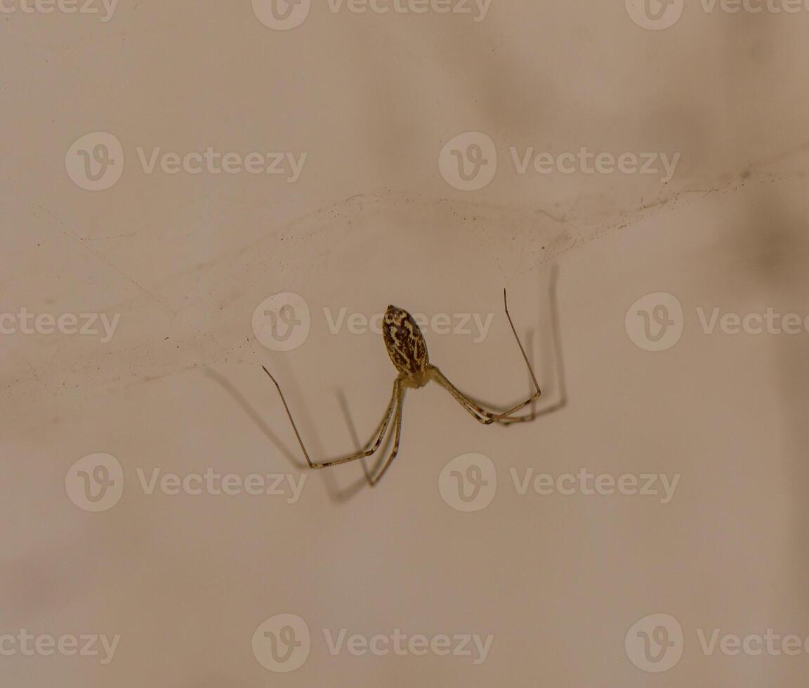 Macro image of Holocnemus pluchei, a harmless long-legged spider often found indoors. Known for its delicate body and web structure. Ideal for science, nature and pest control themes. photo
