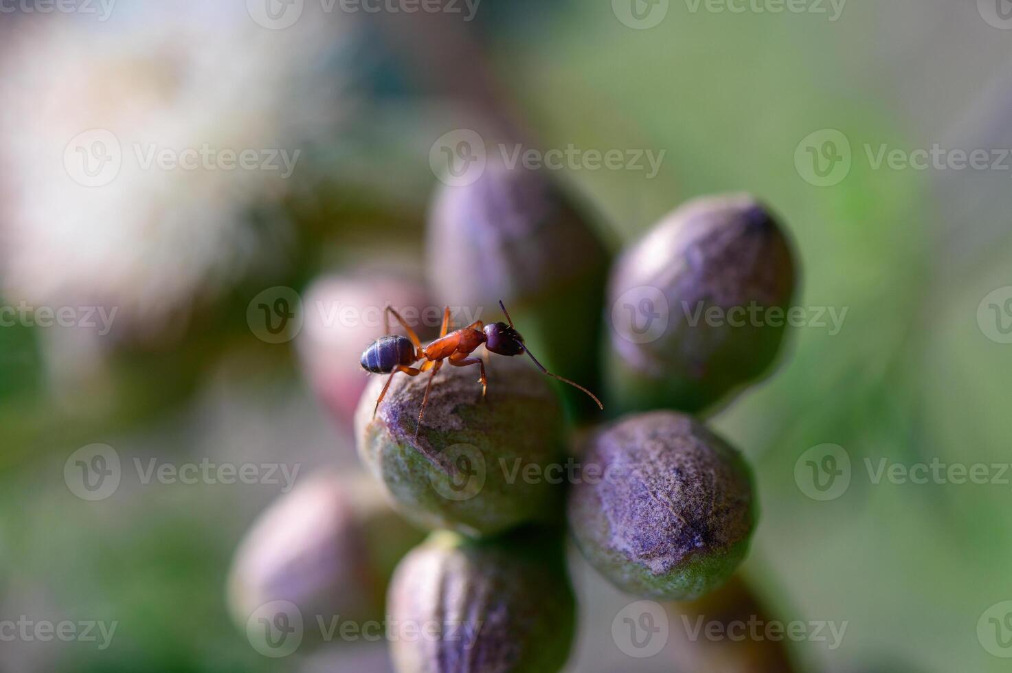 An ant explores the blooming eucalyptus flower. Macro photo taken in Northern Cyprus. Natural light and ecological detail.