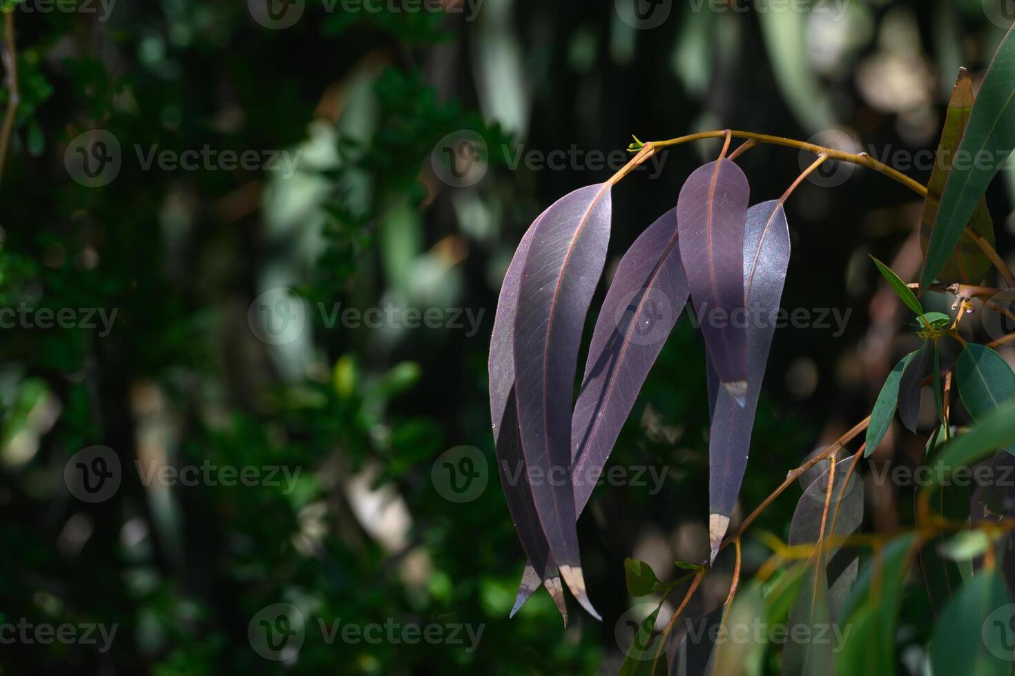Eucalyptus leaves catch sunlight in a serene forest setting showcasing vibrant colors during a calm afternoon photo