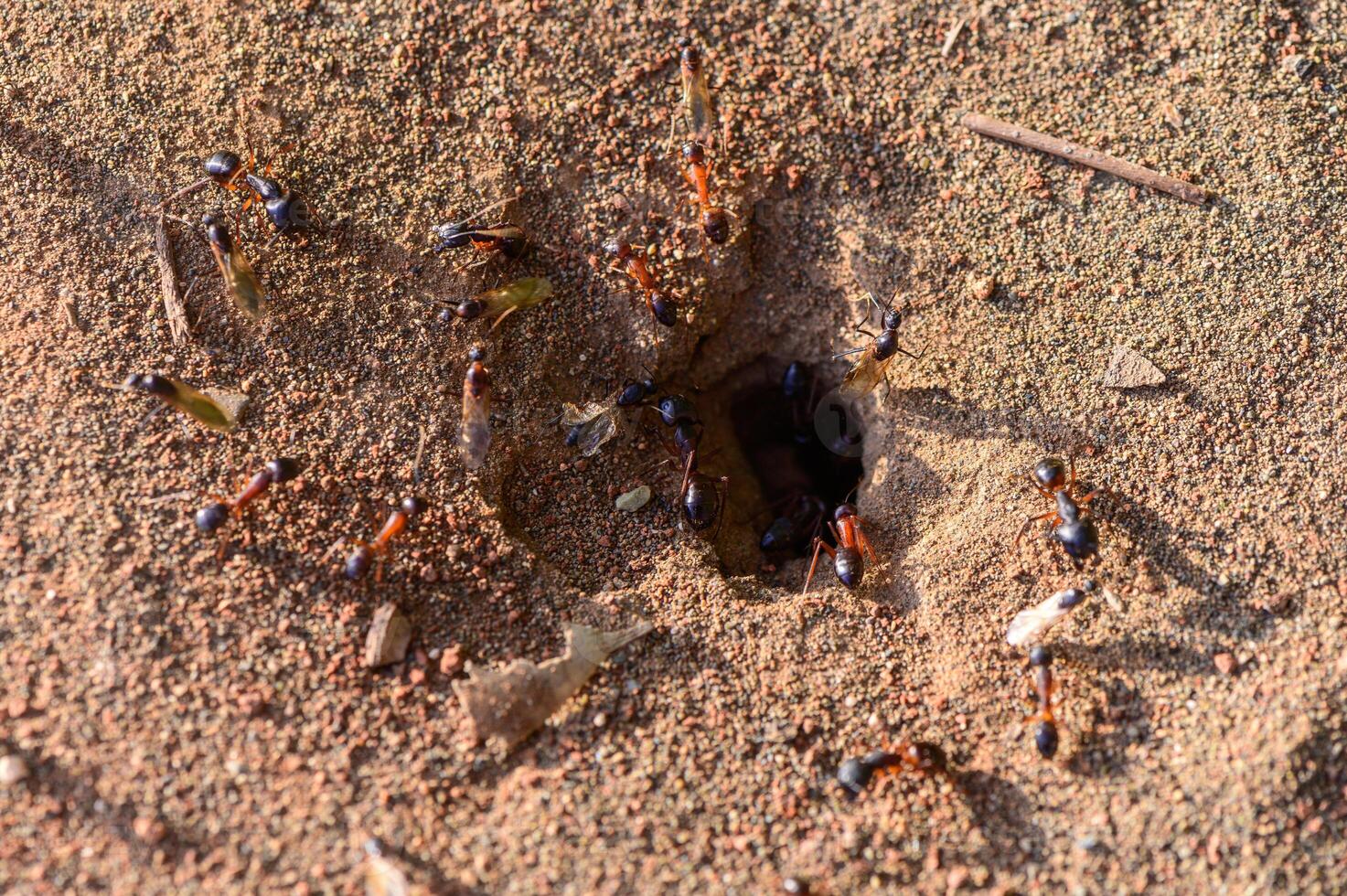 Macro image of ants actively moving near their nest entrance. Captured in Northern Cyprus. Focus on insect teamwork and natural behavior. photo