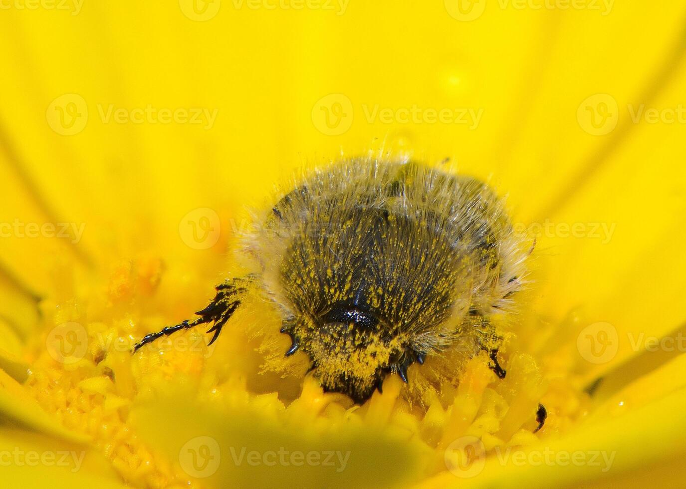 Buzzing beauty amidst vibrant yellow petals showcasing nature's intricate details and the delicate balance of ecosystems during a sunny afternoon photo