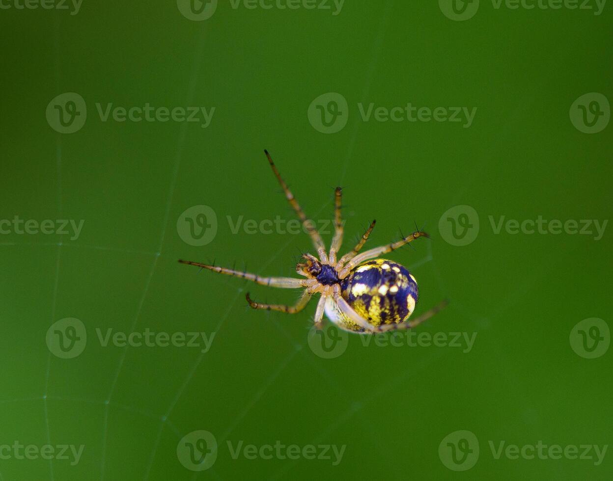 Argiope bruennichi sitting in the middle of its web with zigzag stabilimentum. Striking yellow-black pattern. photo