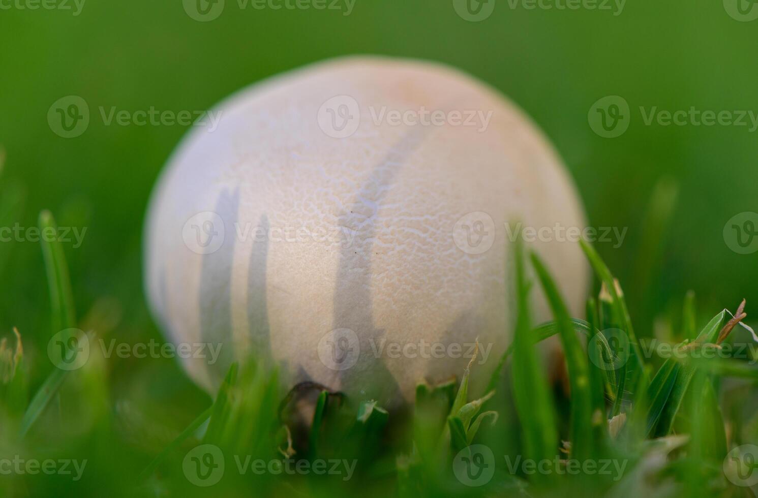 Fresh champignon mushrooms growing among green grass in Cyprus. Natural wild fungi scene in the Mediterranean climate, symbolizing freshness and biodiversity. photo