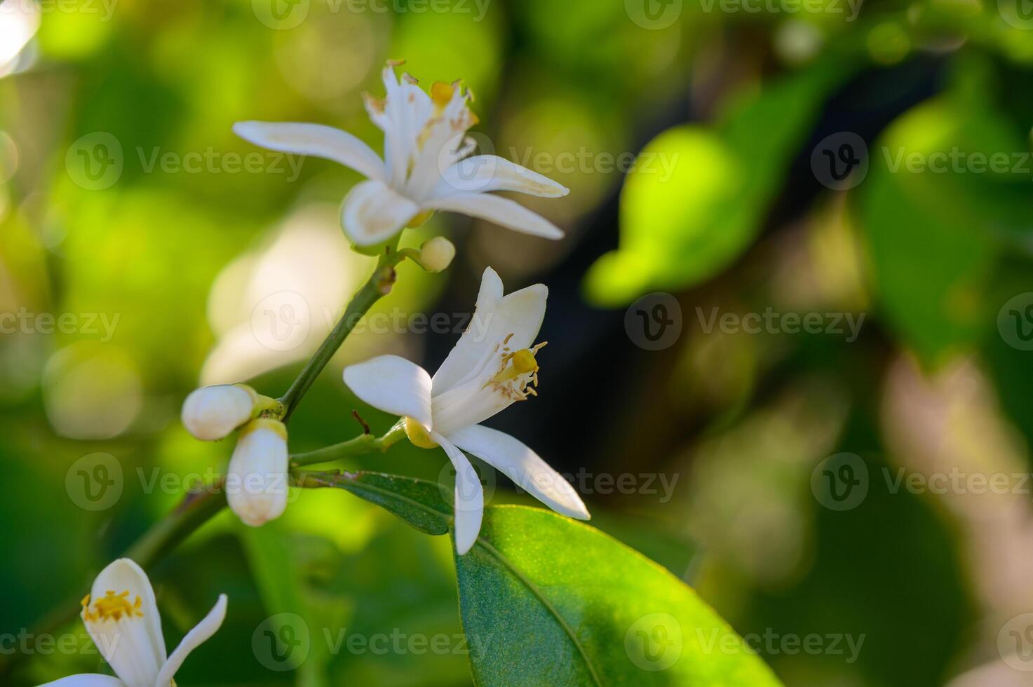 Macro shot of a blooming orange flower, showcasing its soft white petals and yellow stamens. Captured in natural light to highlight its beauty. photo