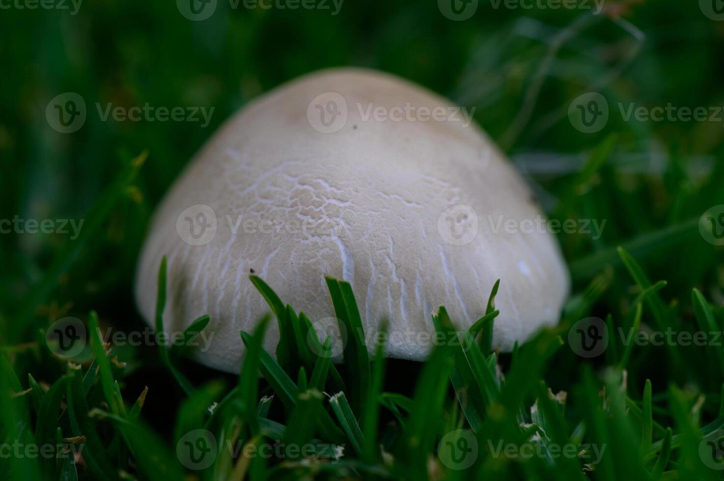 Close-up of a mushroom growing on lush green grass. Natural outdoor scene, perfect for nature, forest, or seasonal themes, evoking a sense of tranquility. photo