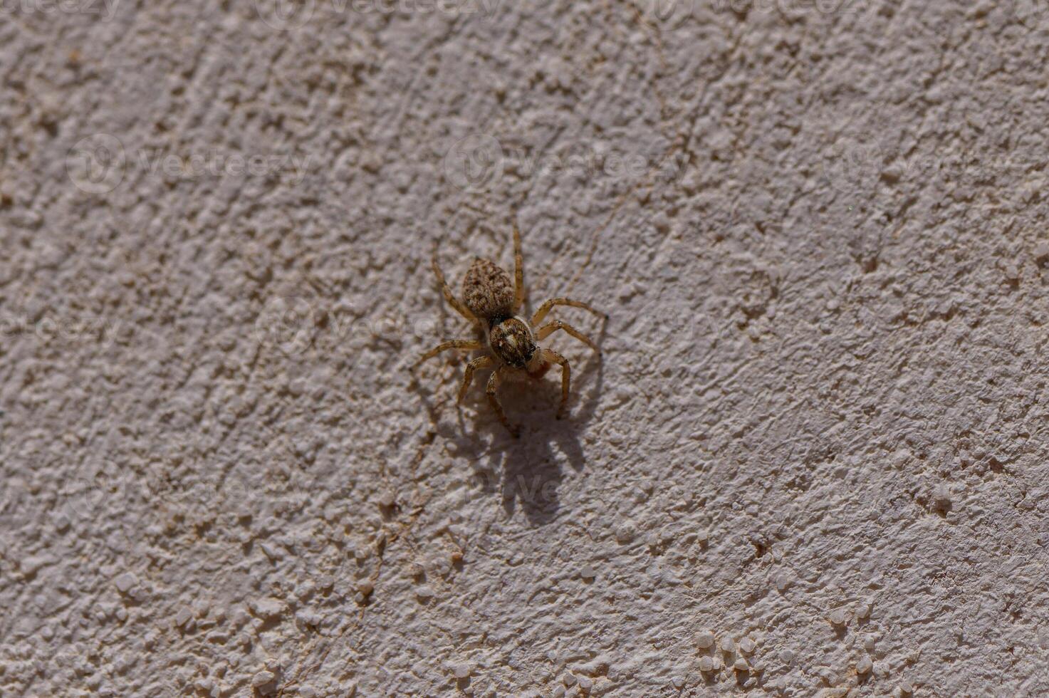 Macro of Jumping Spider on Rough Concrete in Cyprus photo
