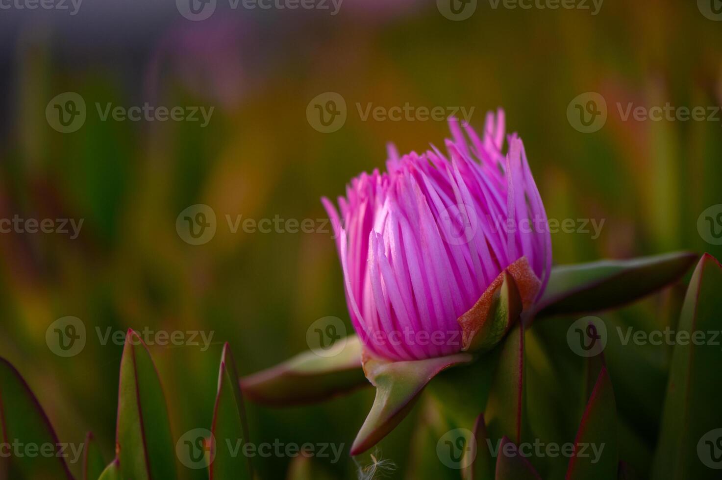 Elegant pink flower blooms delicately amidst vibrant greenery at dusk in a peaceful garden setting photo