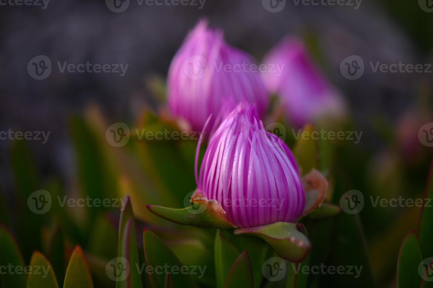 Beautiful pink flowers bloom in a tranquil garden during golden hour light in a serene coastal landscape photo