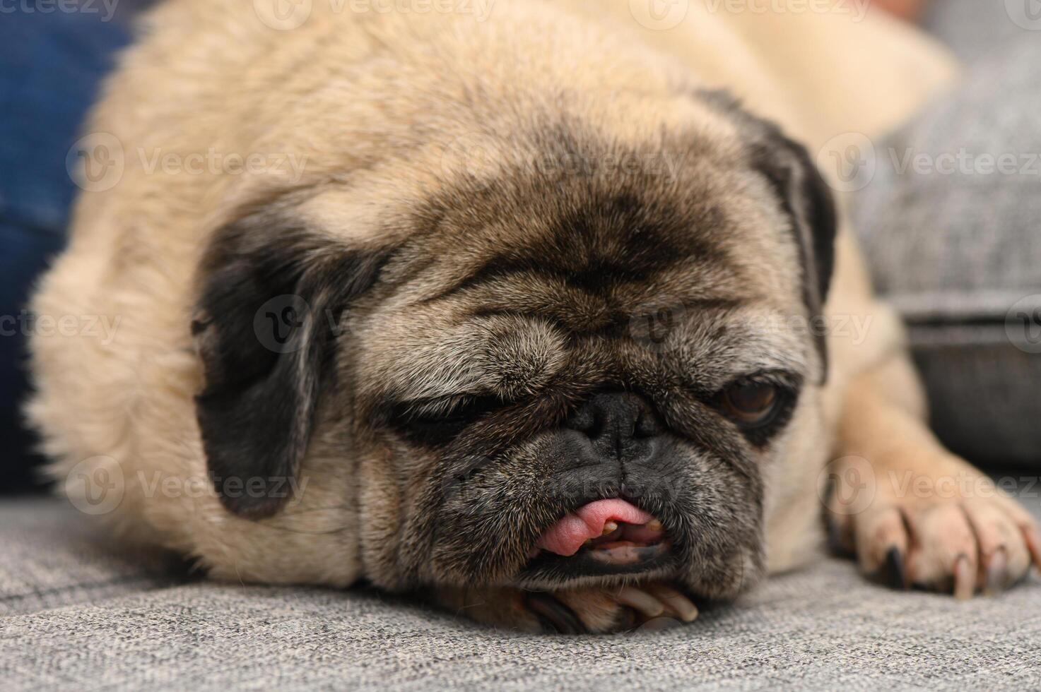 Pug resting lazily on a cozy sofa in a warm living room enjoying a leisurely afternoon photo