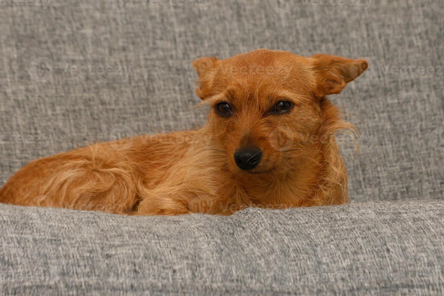 Charming small dog resting comfortably on a soft gray couch in a warm and inviting living room atmosphere photo