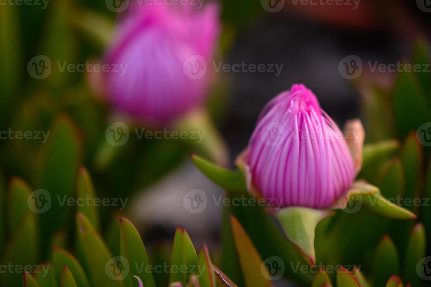 Vibrant pink blooms emerge in a lush garden, capturing the essence of springtime beauty in nature's palette photo