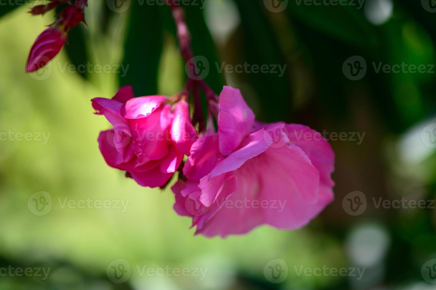 Pink oleander flowers in Cyprus photo