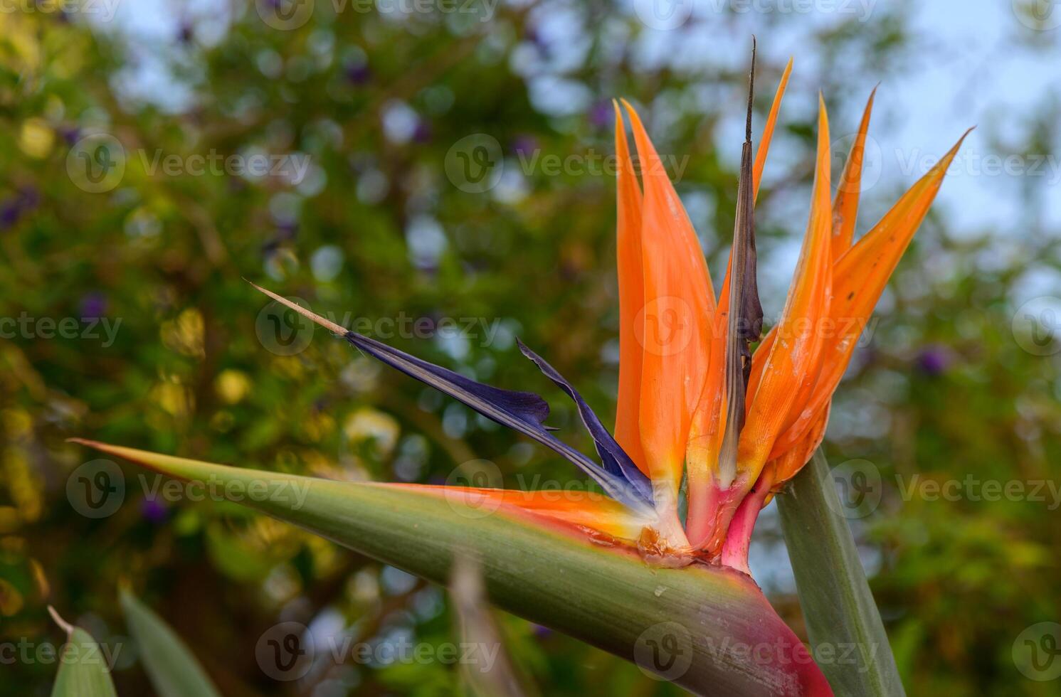 Vibrant Bird of Paradise strelitzia flowers standing out against a rustic stone wall in Cyprus. A beautiful blend of tropical flora and traditional Mediterranean architecture. photo