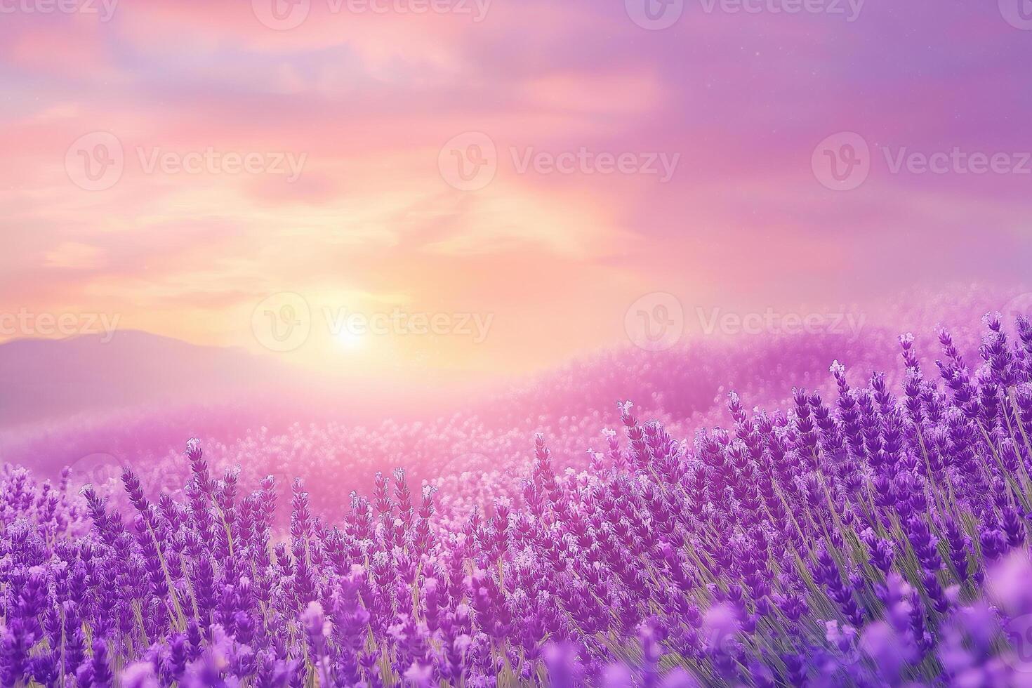 Lavender fields basking in the soft glow of a sunset over rolling hills. photo