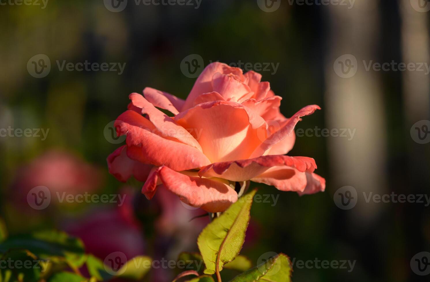 A delicate pink rose blooming in a peaceful garden in Cyprus. The soft petals and rich color capture the essence of Mediterranean beauty and tranquility. photo