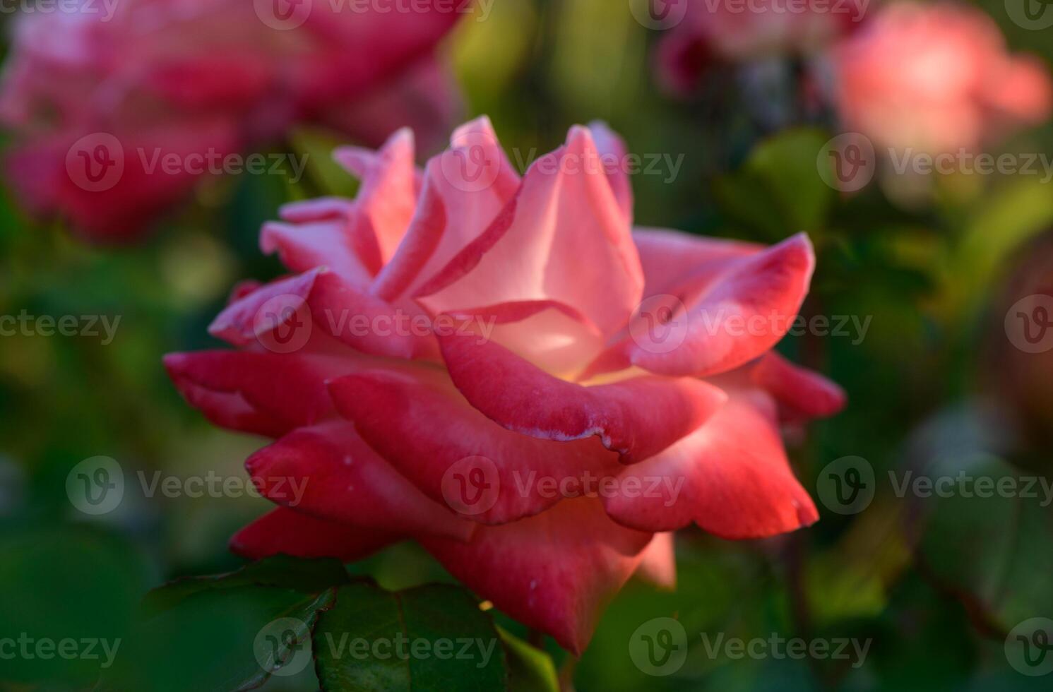 A delicate pink rose blooming in a peaceful garden in Cyprus. photo