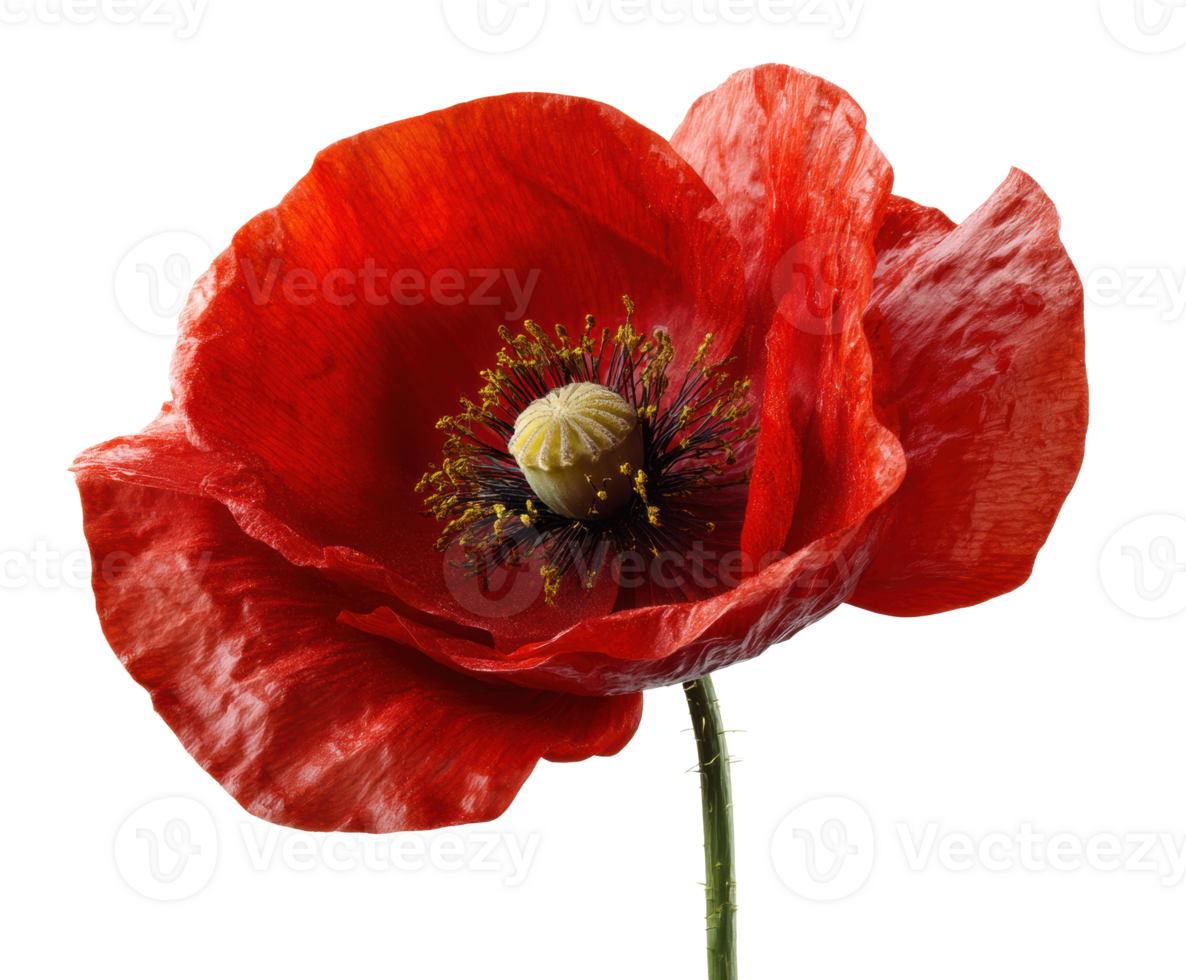 Vibrant red poppy flower with delicate petals and intricate details png