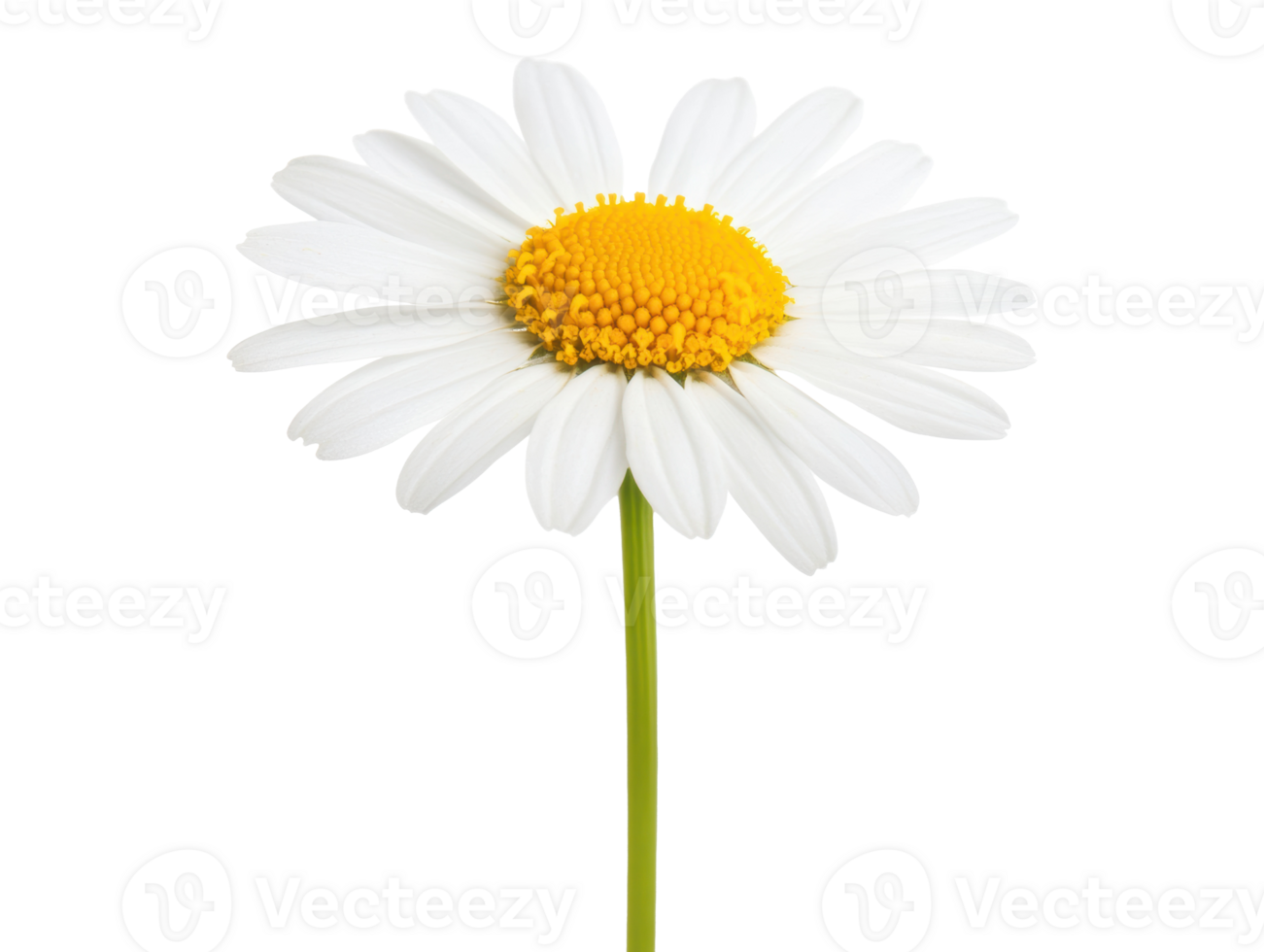 Beautiful white daisy flower with yellow center for decoration png